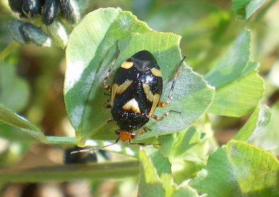 Deraeocoris schach??